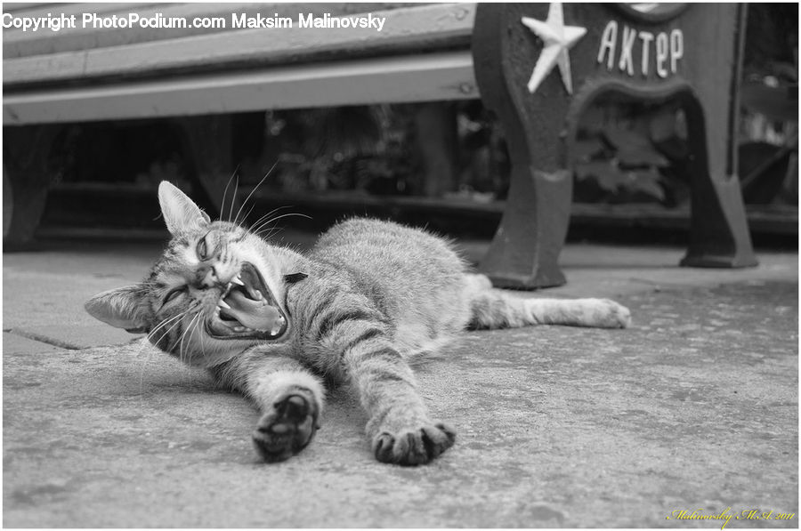 Animal, Zoo, X-Ray, Adorable