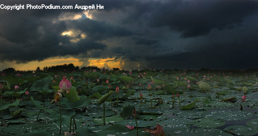 Bird, Flamingo, Flock, Outdoors, Pond, Water, Plant