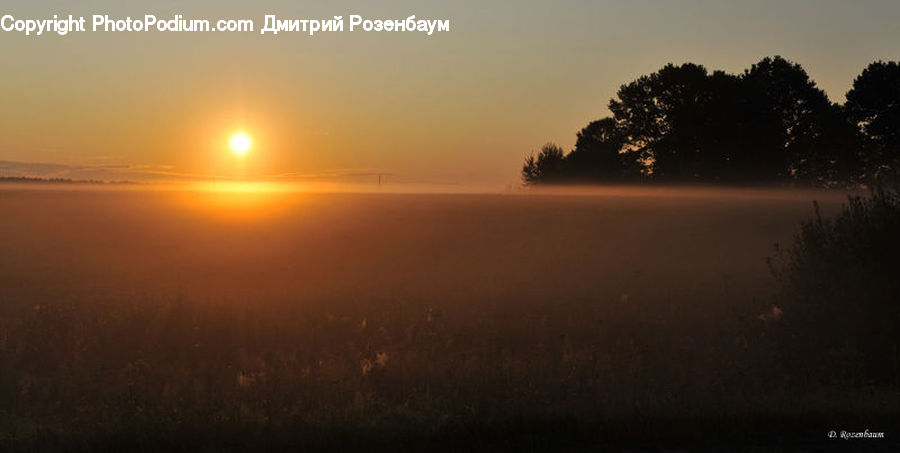 Flare, Light, Plant, Potted Plant, Dawn, Dusk, Sky
