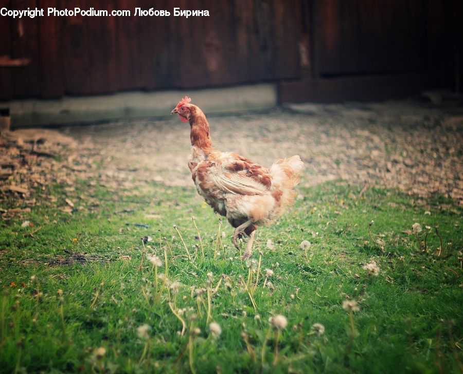 Chicken, Fowl, Hen, Poultry, Bird, Partridge, Field