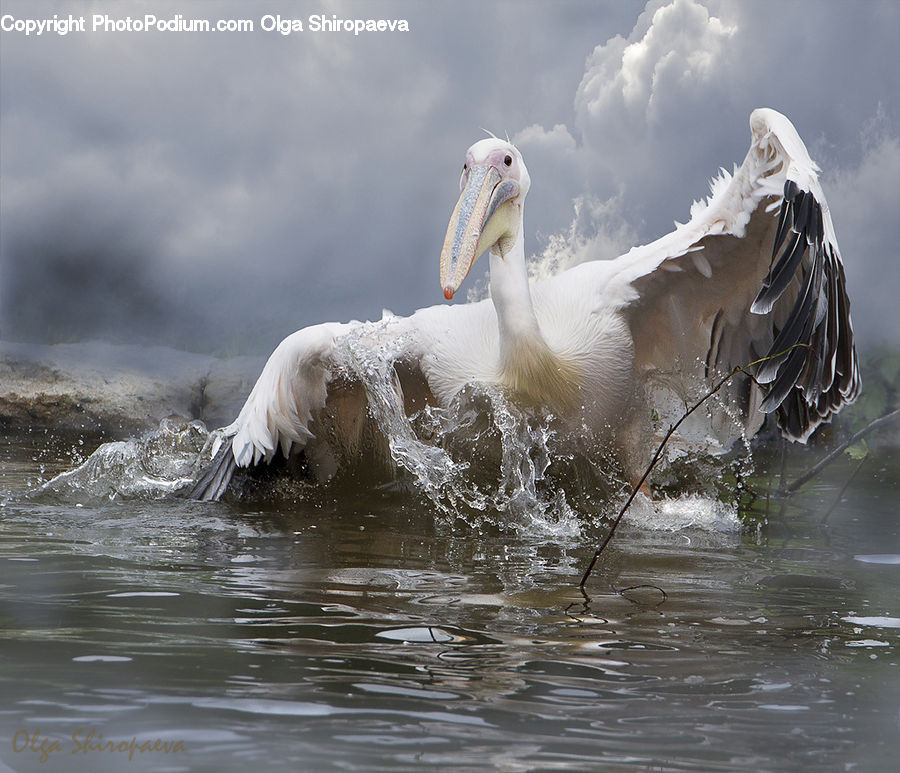 Beak, Bird, Pelican, Booby, Outdoors, Sea, Sea Waves