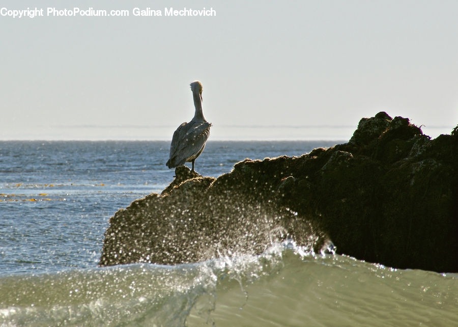 Bird, Cormorant, Waterfowl, Pelican, Goose