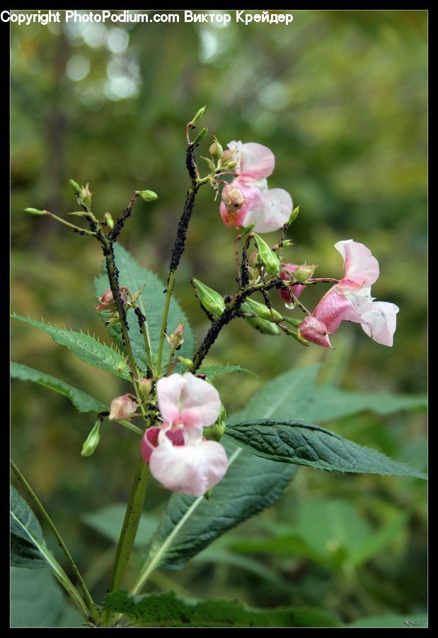 Blossom, Flora, Flower, Plant, Acanthaceae, Annonaceae, Hibiscus