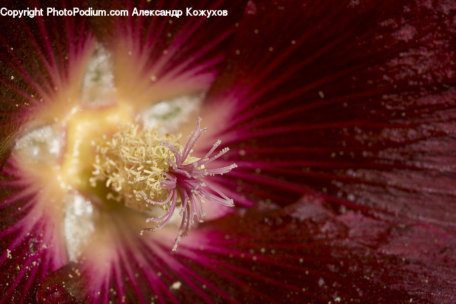 Blossom, Flora, Flower, Plant, Hibiscus, Poppy, Mimosa