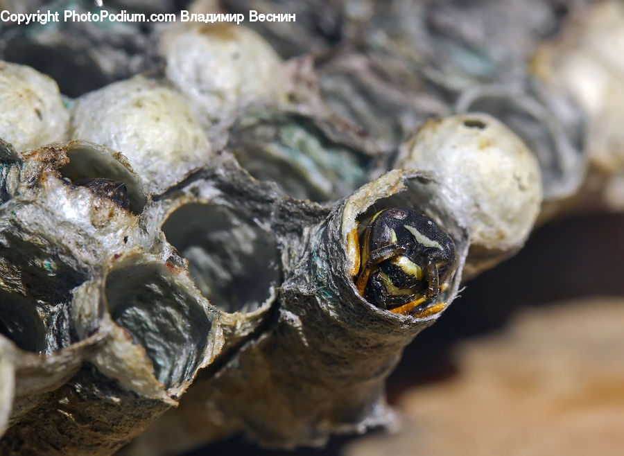 Box Turtle, Reptile, Tortoise, Turtle, Clam, Food, Oyster