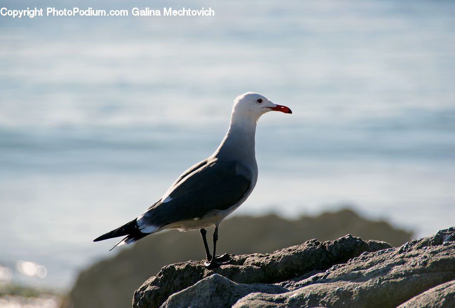 Bird, Seagull, Pigeon, Head, Portrait, Dove