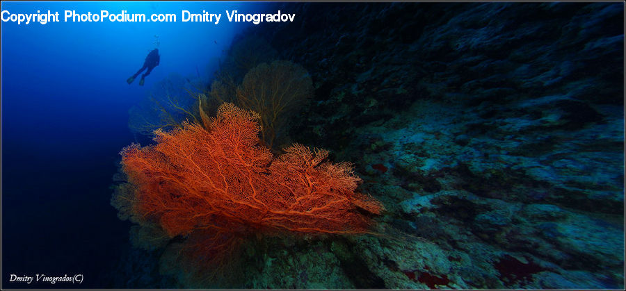 Coral Reef, Outdoors, Reef, Sea, Sea Life, Water