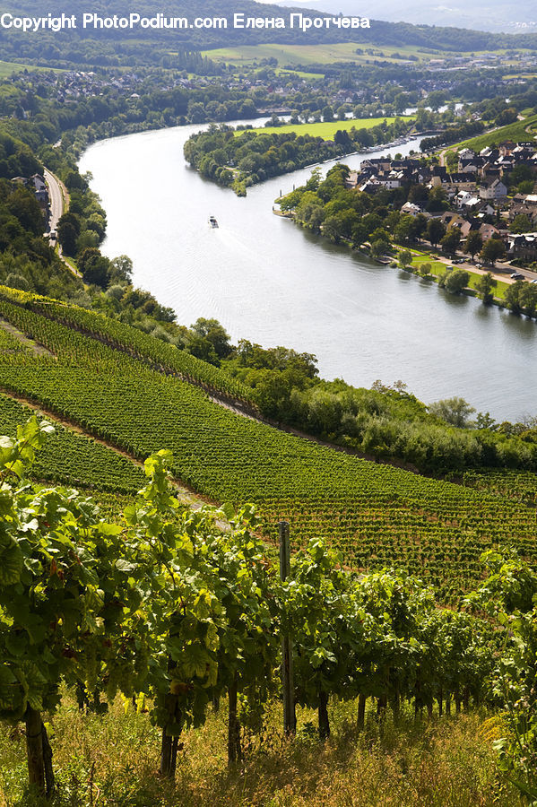 Countryside, Farm, Field, Vineyard, Outdoors, Freeway, Highway
