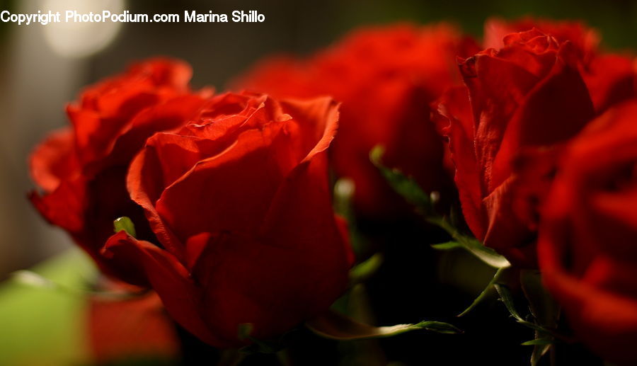 Blossom, Flower, Plant, Rose, People, Person, Human