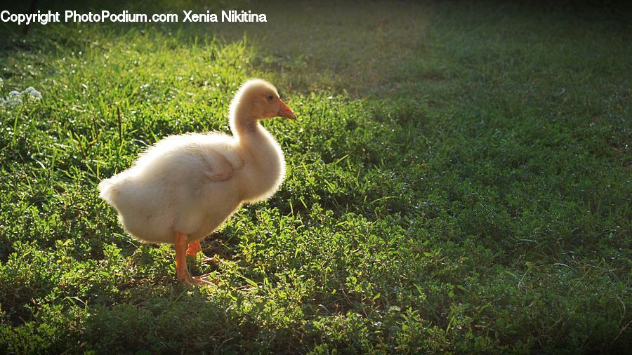 Bird, Waterfowl, Goose, Duck, Teal, Crane Bird, Heron
