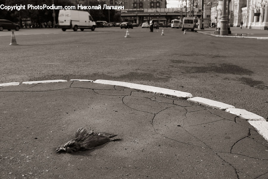 Truck, Vehicle, Asphalt, Tarmac, Intersection, Road, Alligator