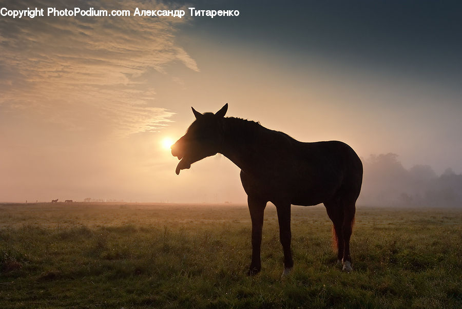 Animal, Colt Horse, Foal, Horse, Mammal, Stallion