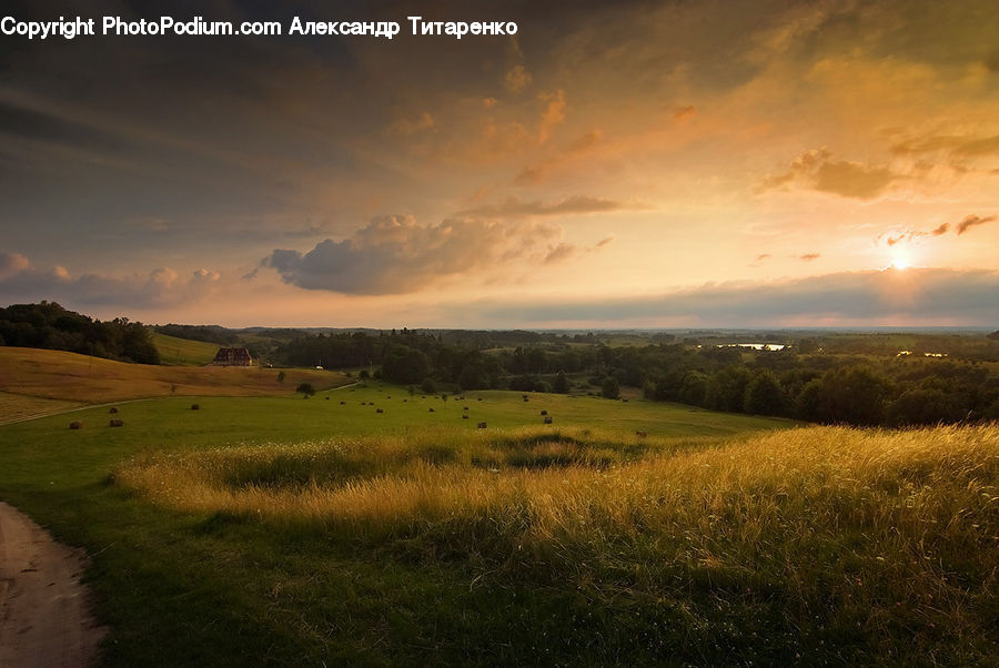 Field, Grass, Grassland, Land, Outdoors, Dirt Road, Gravel