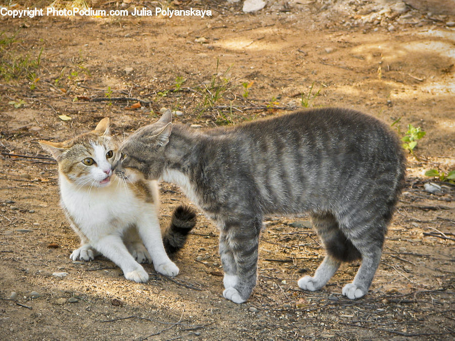 Animal, Cat, Mammal, Manx, Pet, Kitten, Abyssinian