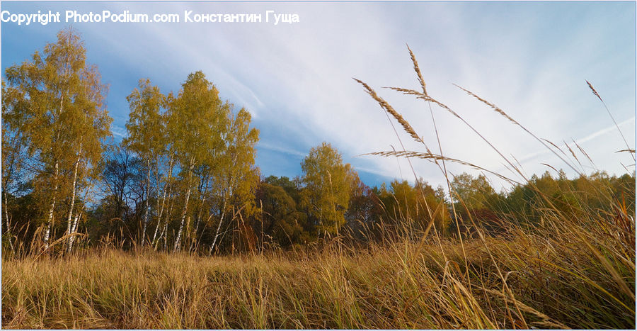 Field, Grass, Grassland, Plant, Land, Outdoors, Grain