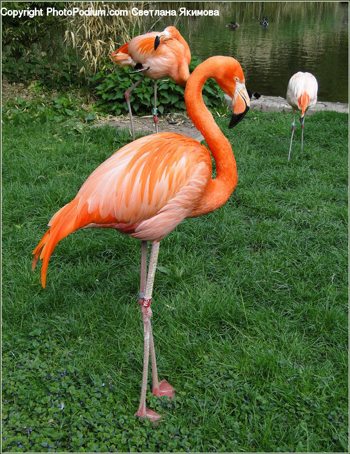 Bird, Flamingo, Flock