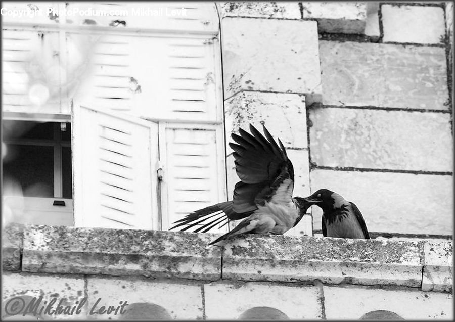 People, Person, Human, Bird, Pigeon, Dove, Window