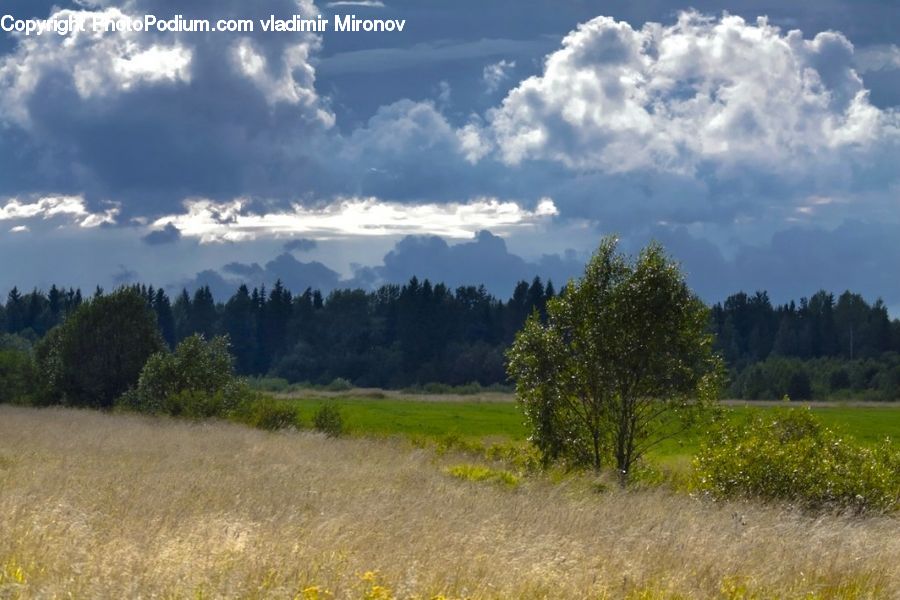 Field, Grass, Grassland, Land, Outdoors, Cloud, Cumulus