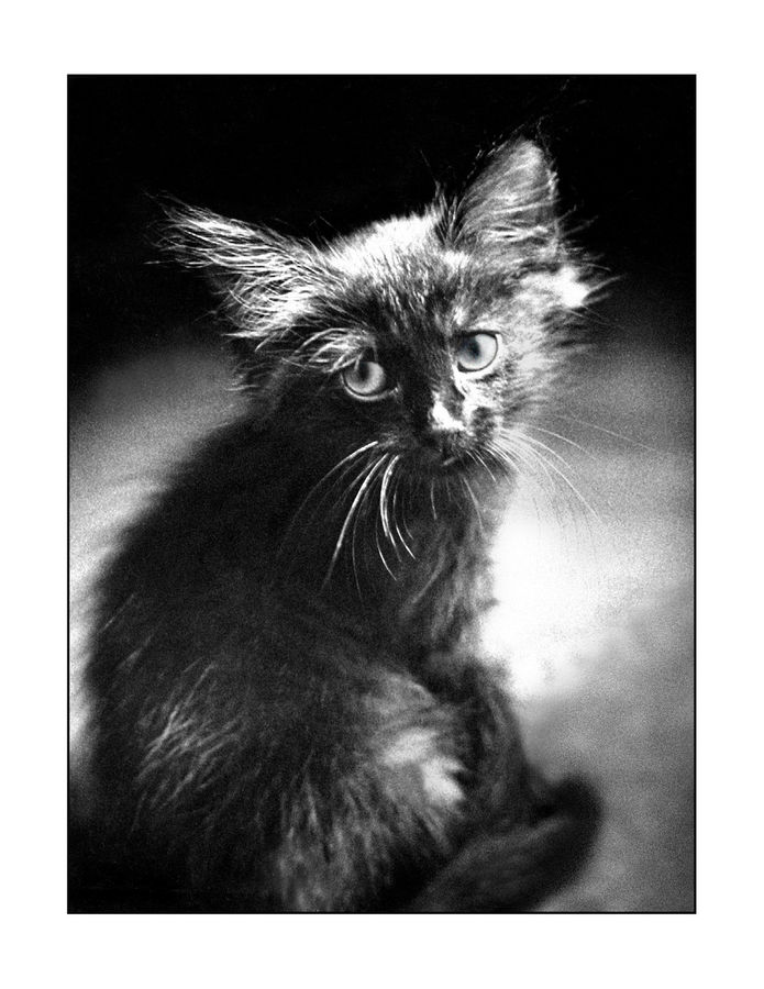 Animal, Affenpinscher, Canine, Dog, Mammal, Pet