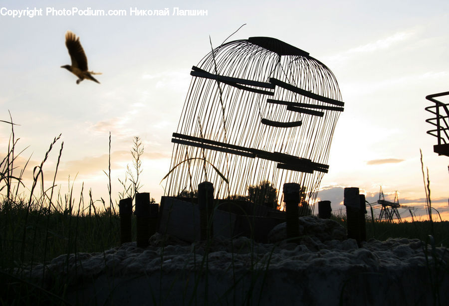 Bird, Kite Bird, Dusk, Outdoors, Sky, Sunlight, Sunrise