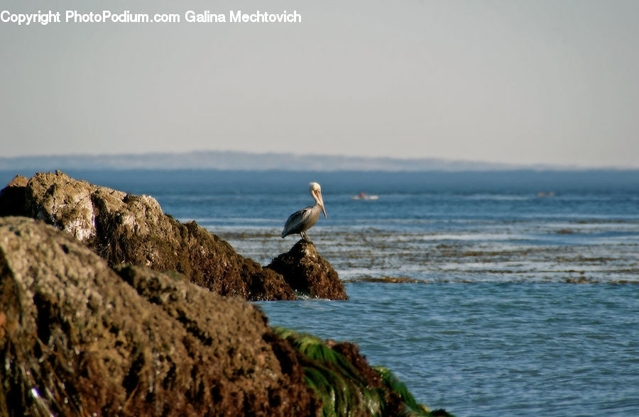 Coast, Outdoors, Sea, Water, Beach, Cliff, Bird