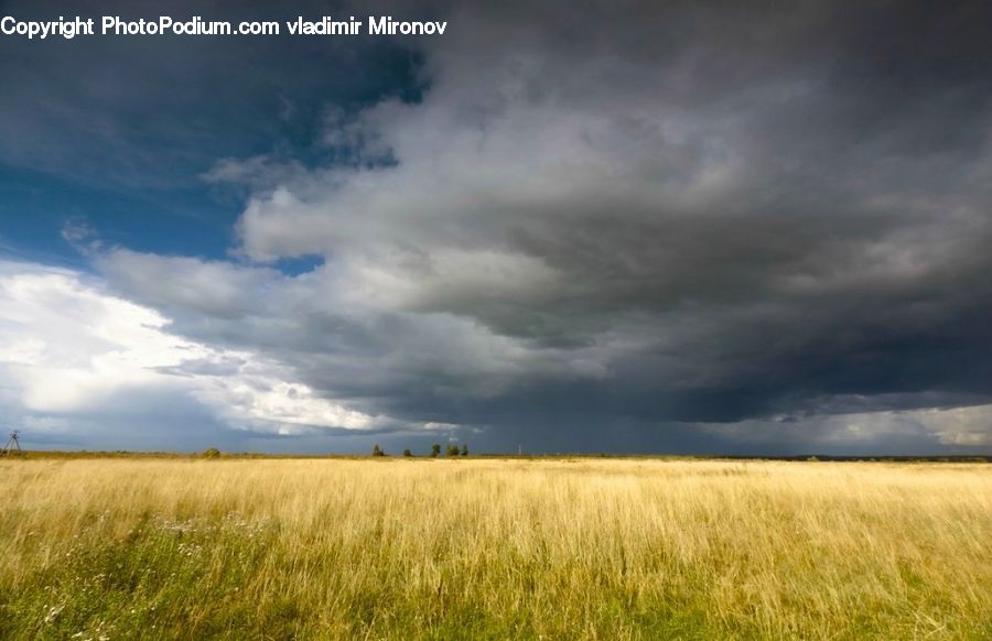 Field, Grass, Grassland, Land, Outdoors, Plant, Grain