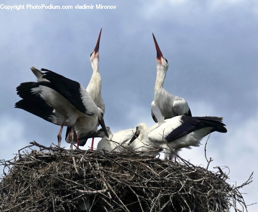 Bird, Stork, Booby, Albatross, Seagull, Pelican, Swallow