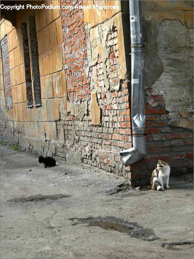 Brick, Animal, Cat, Mammal, Pet, Fence, Wall