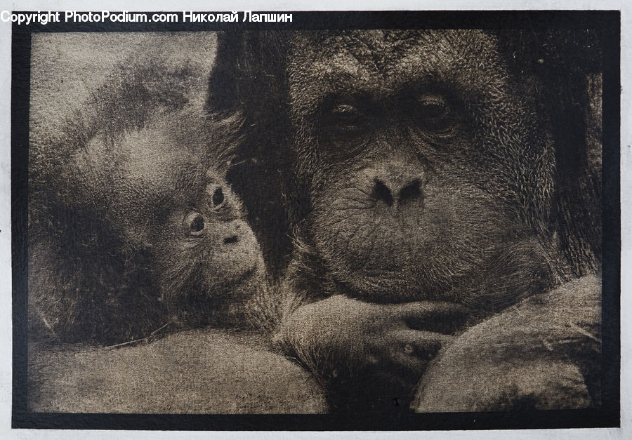 Animal, Ape, Mammal, Monkey, Collage, Poster, Face