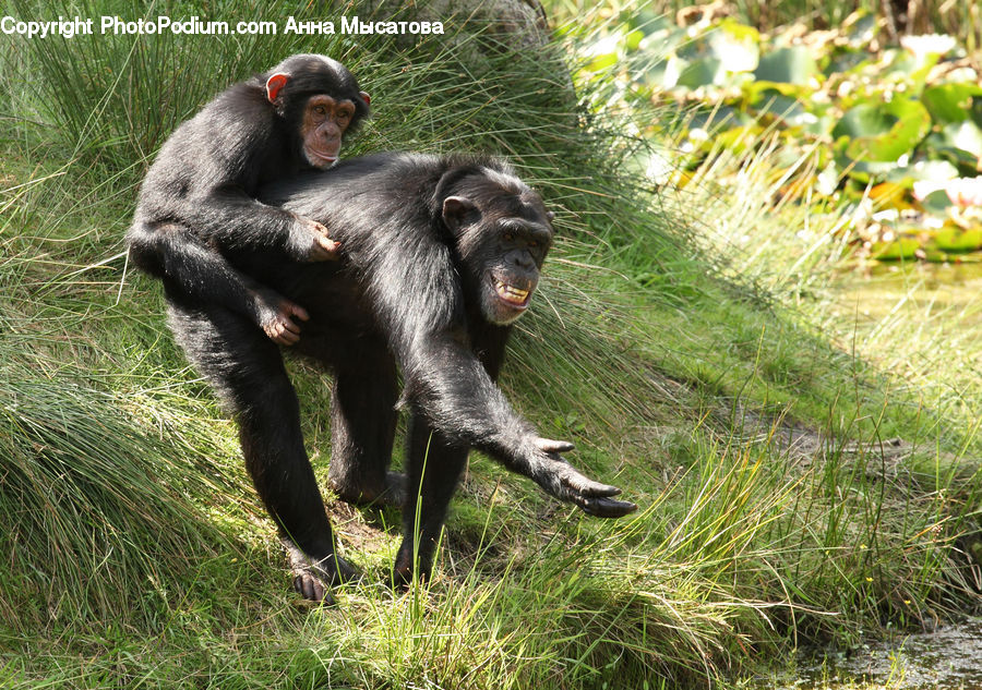 Animal, Baboon, Mammal, Monkey, Ape