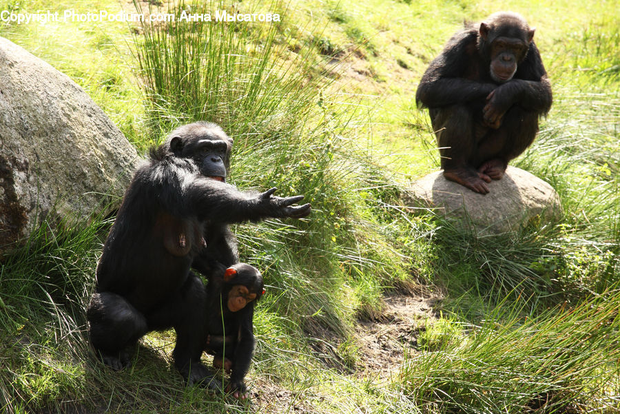People, Person, Human, Animal, Ape, Mammal, Monkey