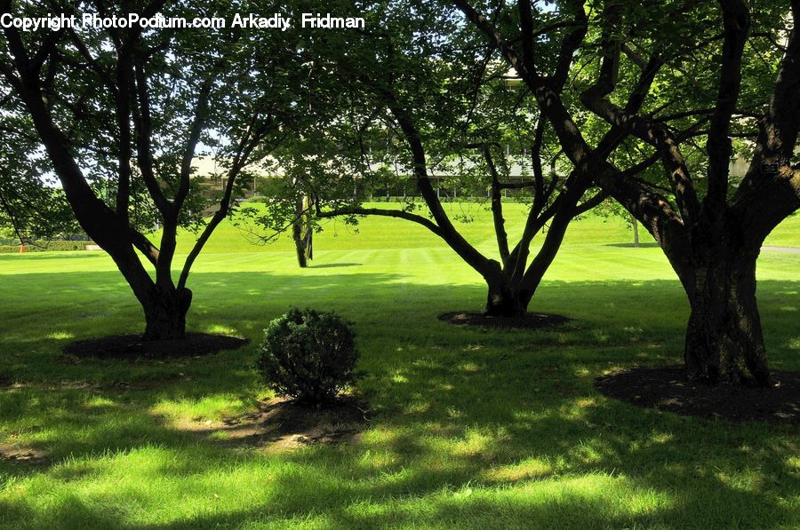 Conifer, Plant, Tree, Wood, Yew, Park, Fir