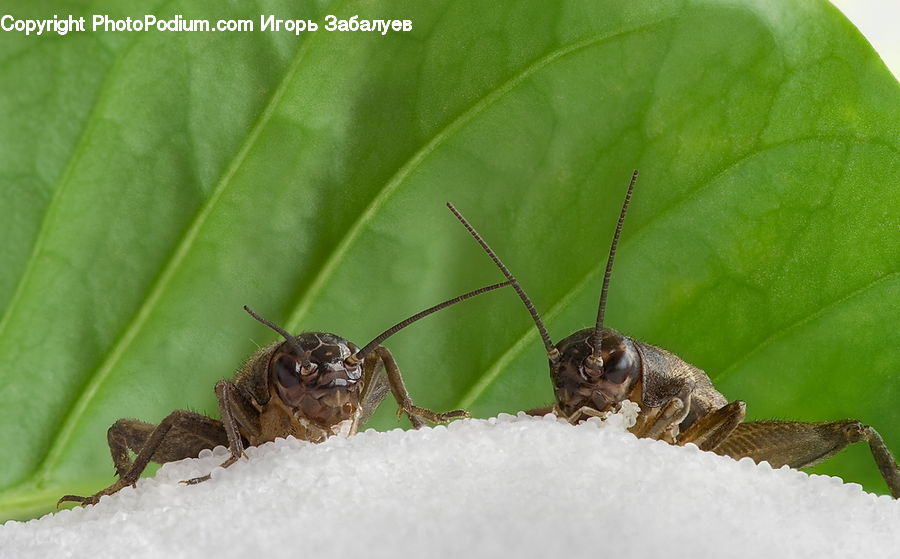 Cricket Insect, Grasshopper, Insect, Andrena, Apidae, Bee, Bumblebee