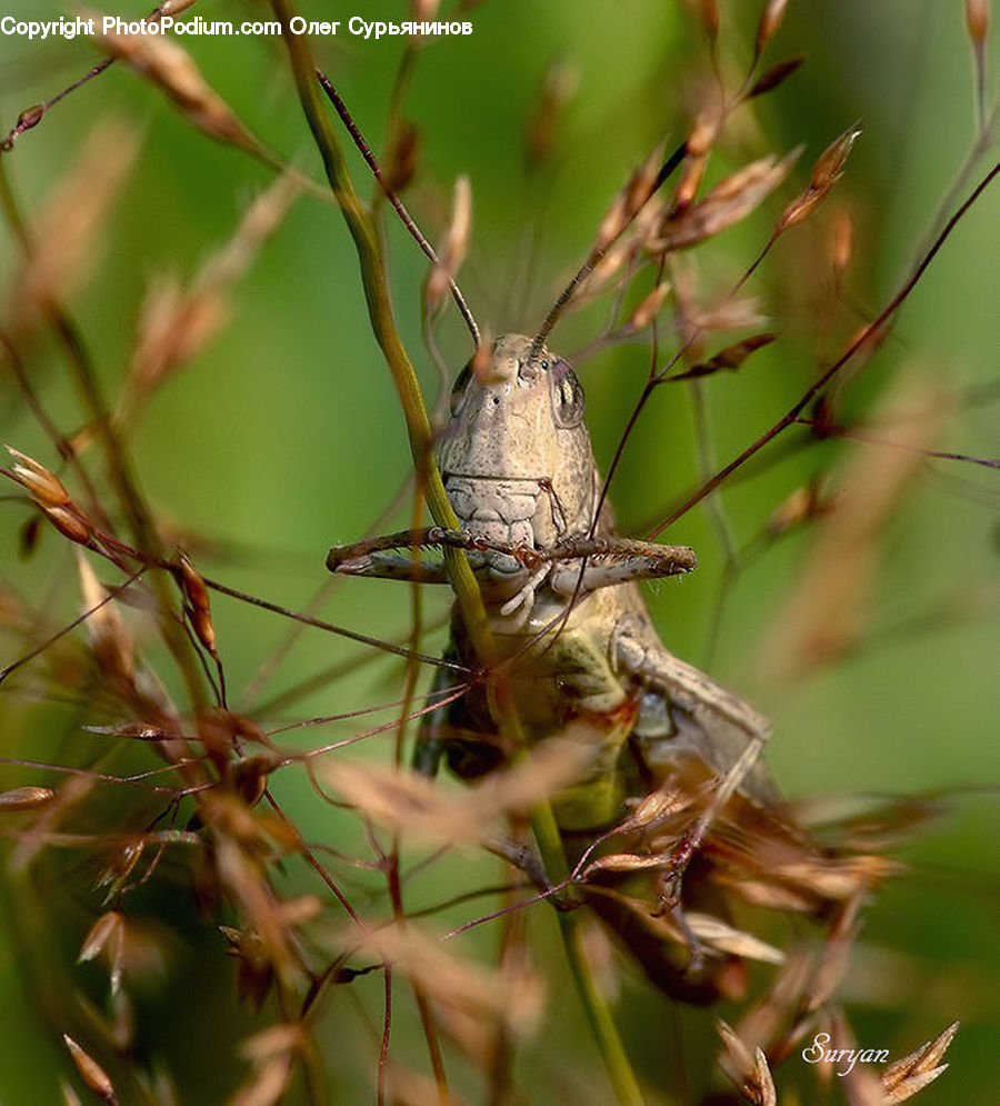 Cricket Insect, Grasshopper, Insect, Invertebrate, Arachnid, Garden Spider, Spider