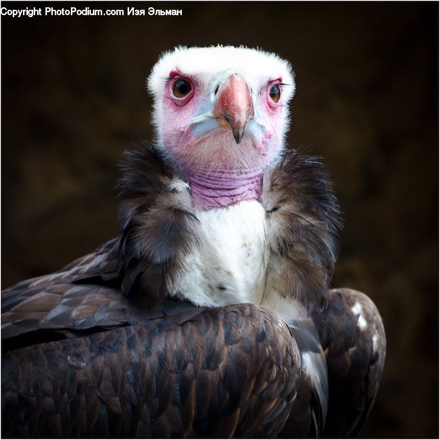 Bird, Condor, Vulture