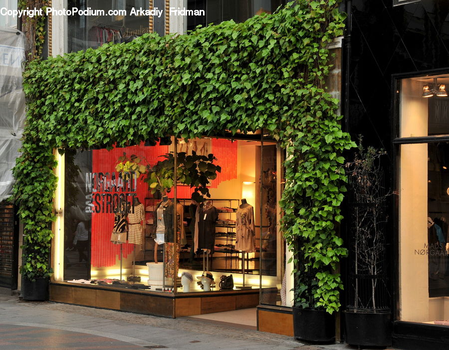 Ivy, Plant, Vine, Cafe, Cafeteria, Food Court, Alley