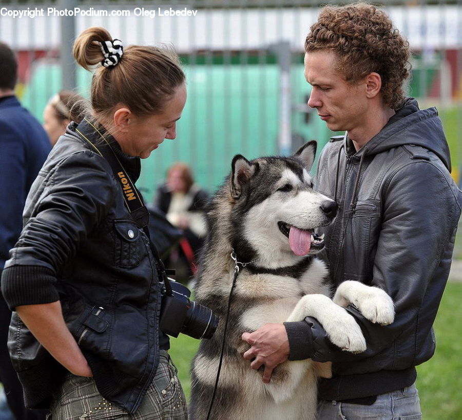 Human, People, Person, Animal, Canine, Dog, Husky