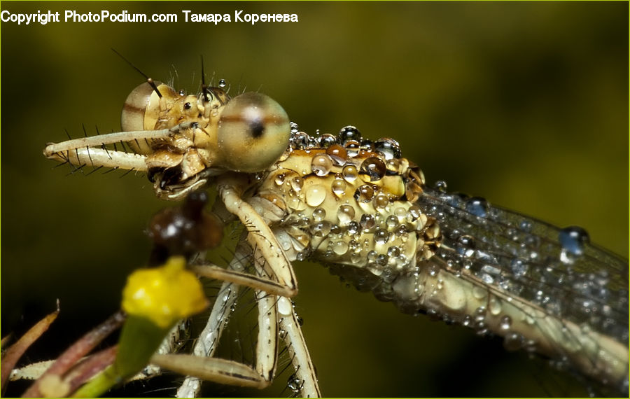 Anisoptera, Dragonfly, Insect, Invertebrate, Cricket Insect, Grasshopper, Blossom