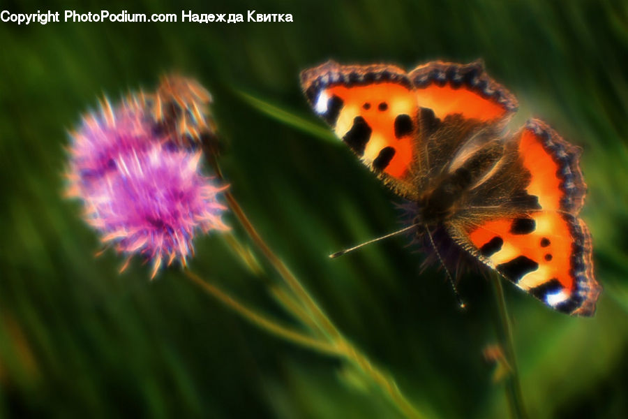 Butterfly, Insect, Invertebrate, Blossom, Flora, Flower, Plant