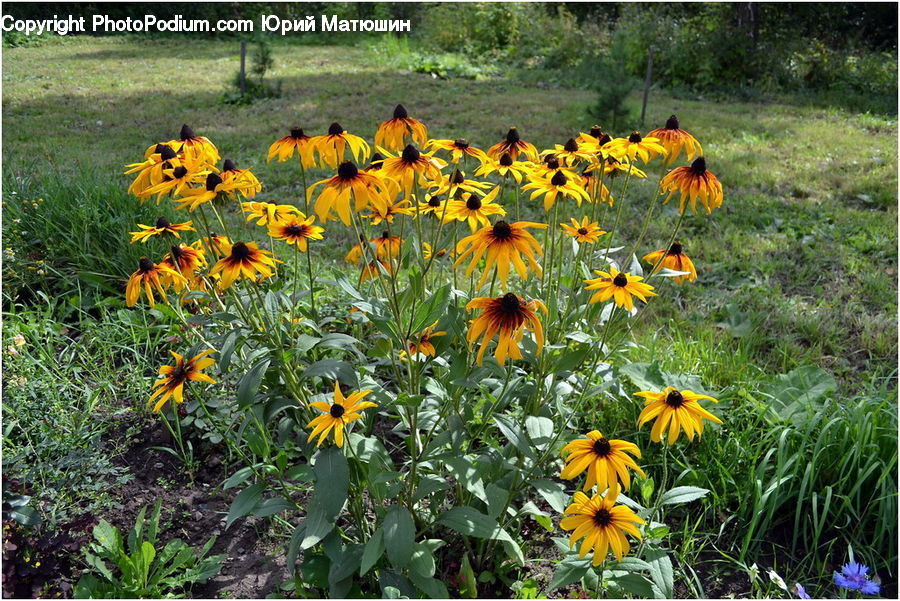 Plant, Potted Plant, Blossom, Flora, Flower, Daffodil, Sunflower