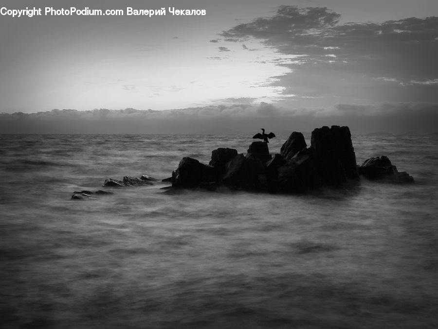 Outdoors, Sea, Water, Animal, Cattle, Cow, Dairy Cow