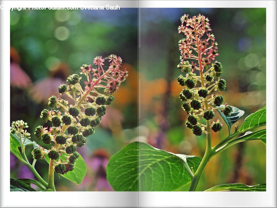 Conifer, Fir, Plant, Tree, Blossom, Flora, Flower