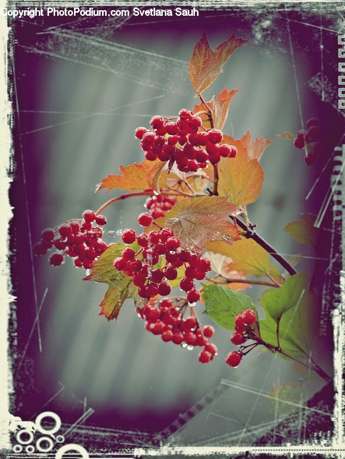Plant, Vine, Blossom, Flora, Flower, Geranium, Fruit