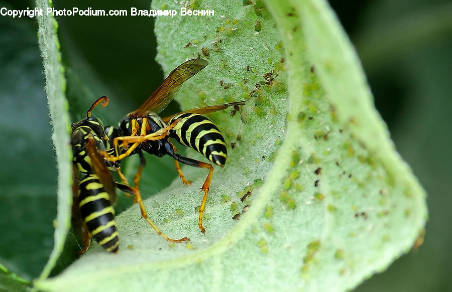 Bee, Hornet, Insect, Invertebrate, Wasp, Asilidae