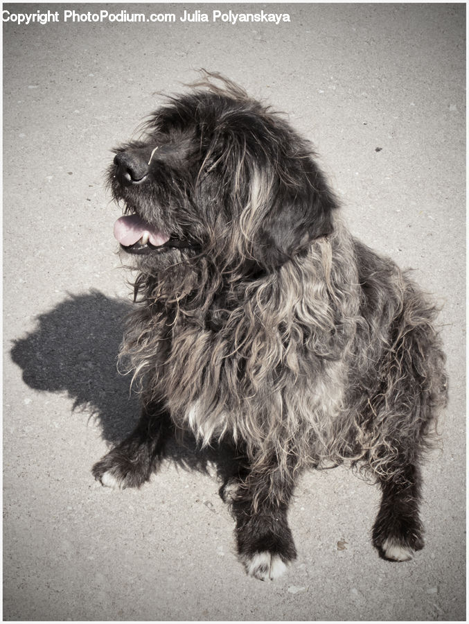 Animal, Canine, Dog, Mammal, Pet, Terrier