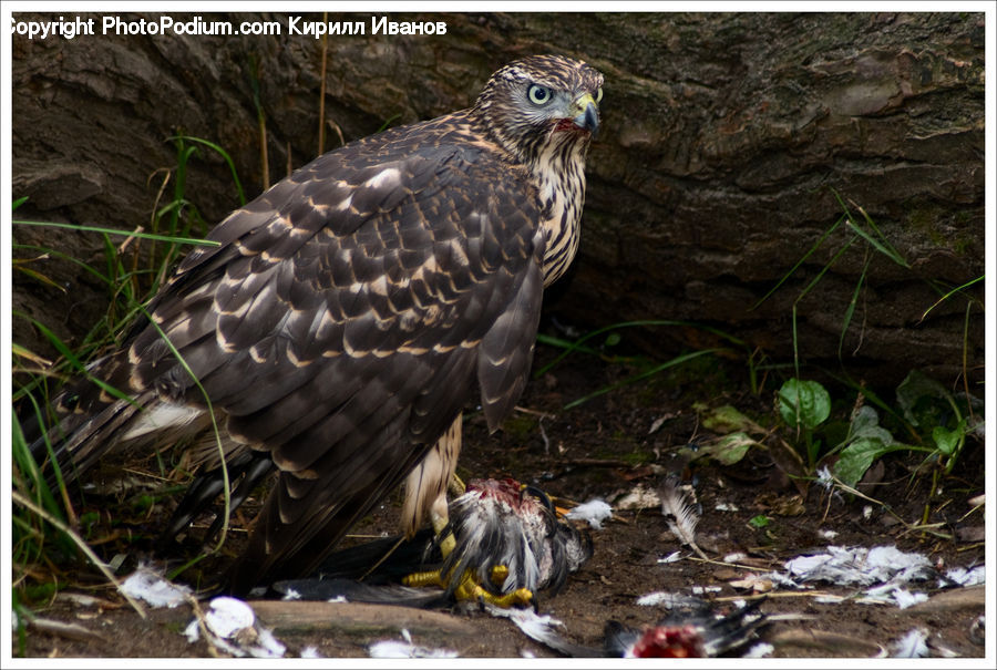 Bird, Buzzard, Harrier, Hawk, Vulture, Bald Eagle, Eagle