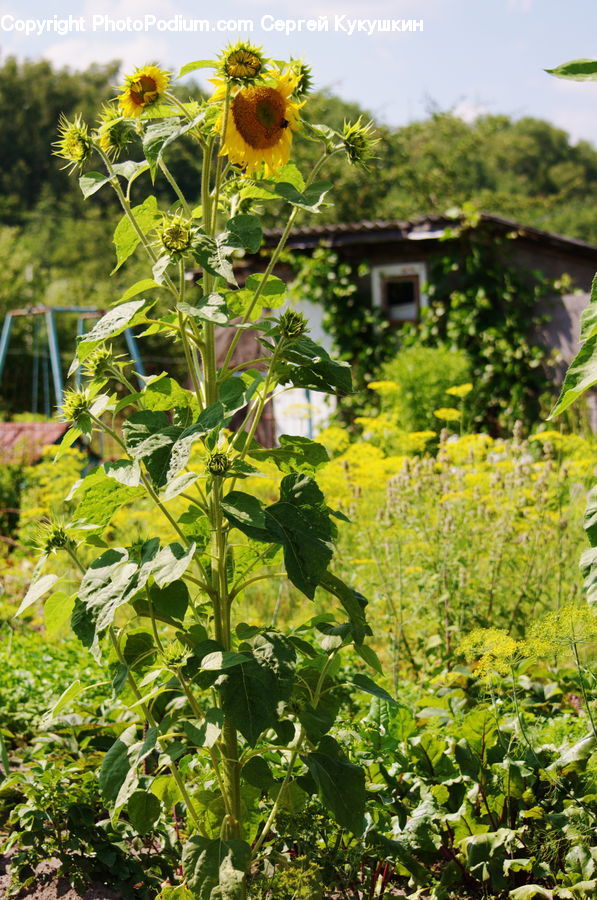 Blossom, Flora, Flower, Plant, Sunflower, Vine, Herbal