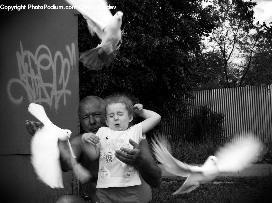 People, Person, Human, Bird, Seagull, Dove, Pigeon