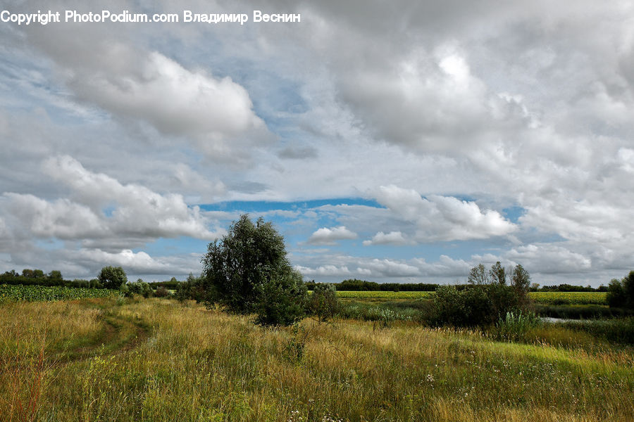 Field, Grass, Grassland, Land, Outdoors, Plant, Cloud