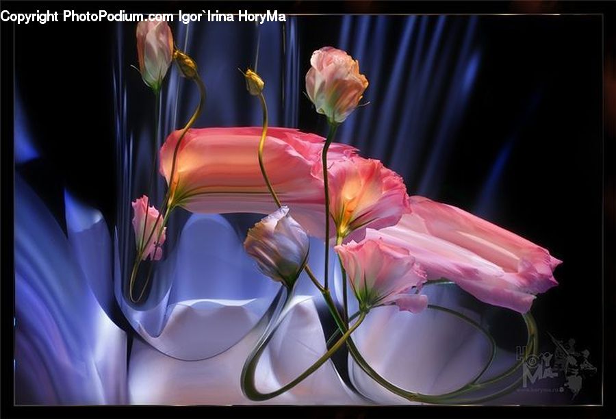 Blossom, Flora, Flower, Plant, Tulip, Gladiolus, Petal